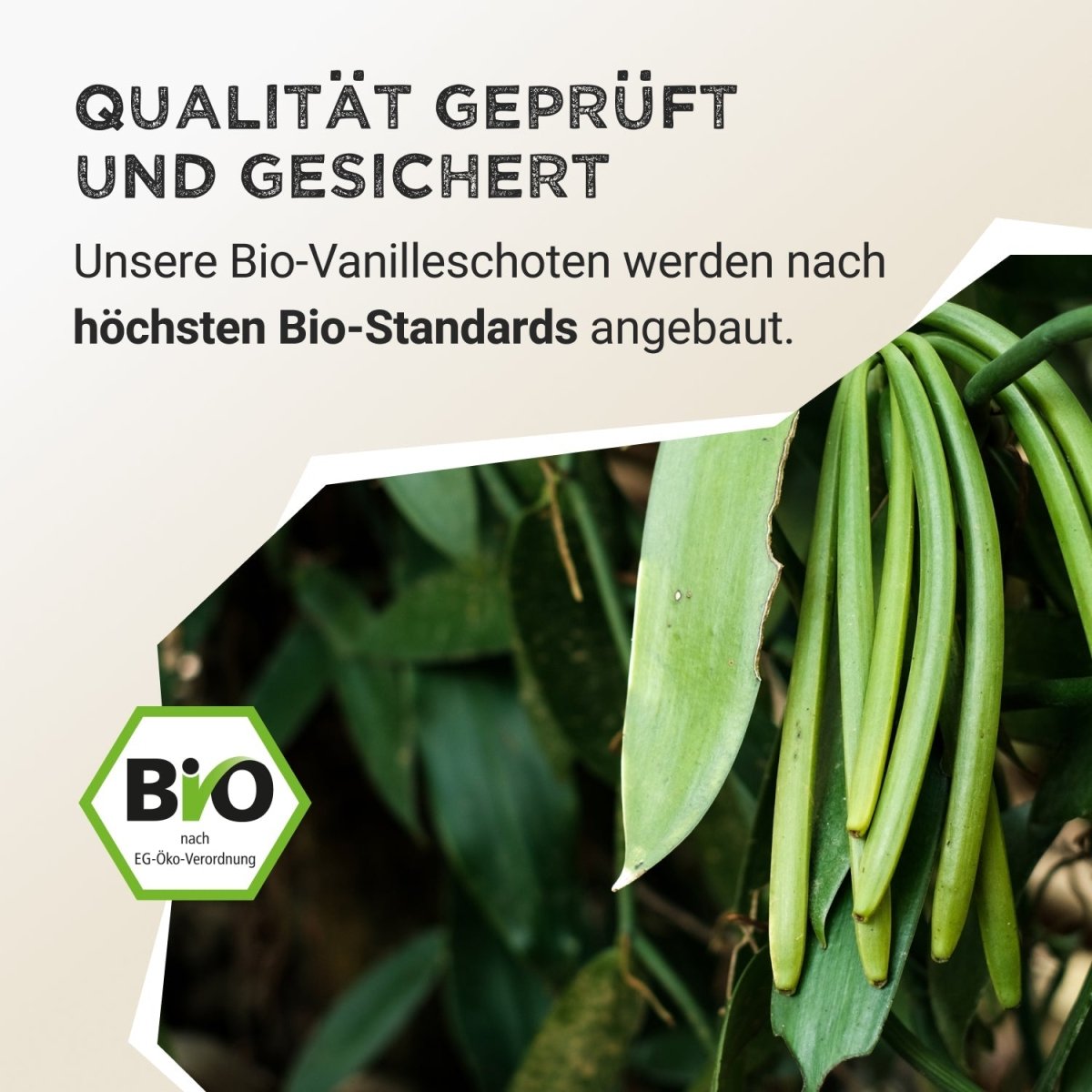 Spice Powder Vanilla