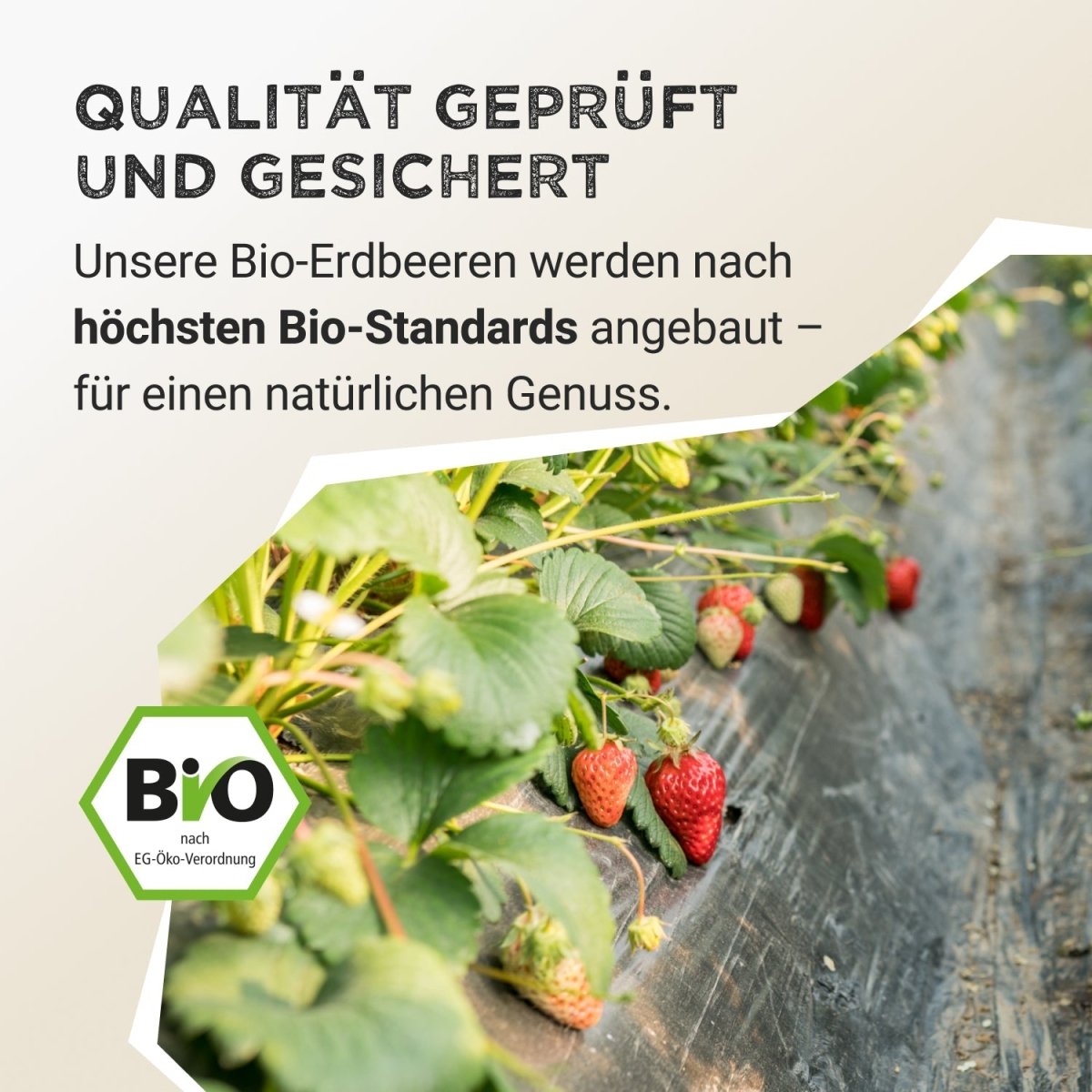 Fruit Powder - Strawberry