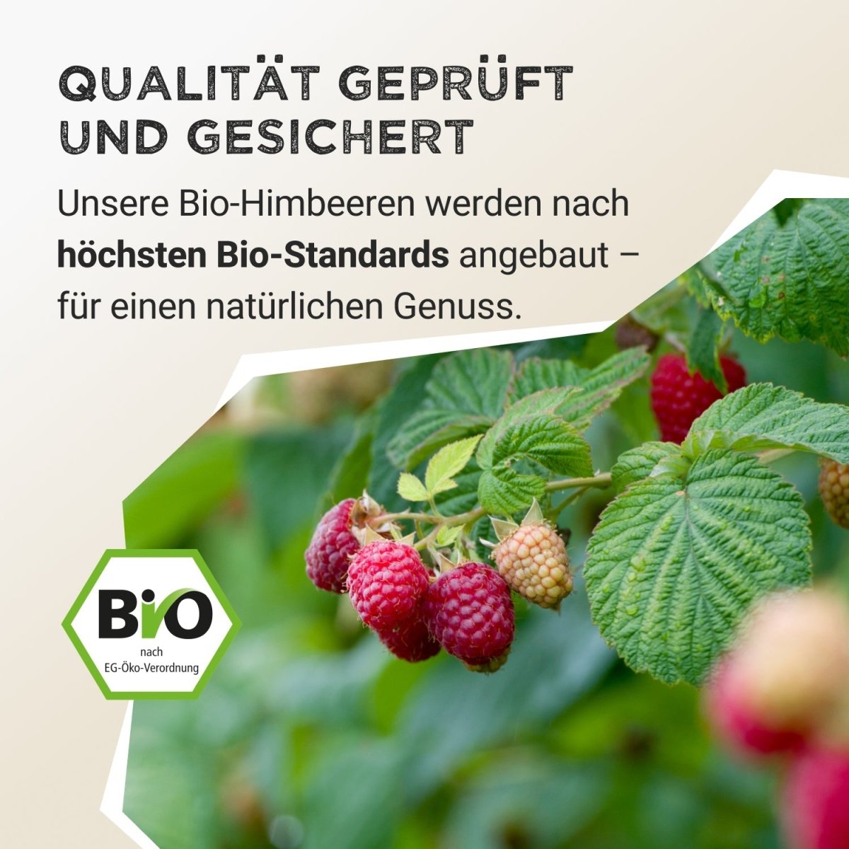 Fruit Powder - Raspberry